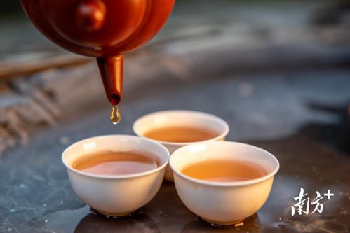 潮州出臺新政保護(hù)鳳凰單叢 樅 茶,5月10日起施行